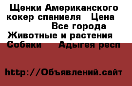 Щенки Американского кокер спаниеля › Цена ­ 15 000 - Все города Животные и растения » Собаки   . Адыгея респ.